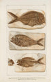 Recherches sur les poissons fossiles Pl377 - Louis Agassiz — weergave van het kunstwerk