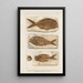 Recherches sur les poissons fossiles Pl377 - Louis Agassiz — ingelijst kunstwerk aan de muur