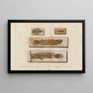 Louis Agassiz - Recherches sur les poissons fossiles Pl384.webp