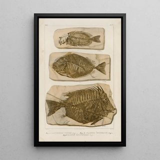 Louis Agassiz - Recherches sur les poissons fossiles Pl386.webp