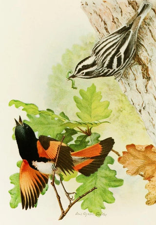 Louis Agassiz Fuertes - Black And White Warbler American Redstart.webp