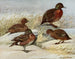van het eiland Auckland bruine eend - Louis Agassiz Fuertes — weergave van het kunstwerk