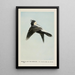 Bob the Meadow Lark - Louis Agassiz Fuertes — framed artwork on a wall