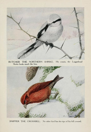 Louis Agassiz Fuertes - Butcher the Northern Shrike Snipper the Crossbill.webp
