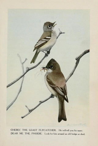 Louis Agassiz Fuertes - Chebec the Least Flycatcher Dear Me the Phoebe.webp