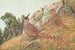 Pheasant Cheer - Louis Agassiz Fuertes — artwork view