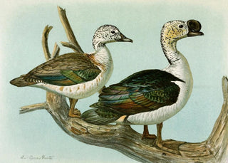 Louis Agassiz Fuertes - Comb or KnobBilled Duck.webp