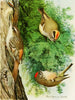 Roitelet à couronne dorée Roitelet à couronne rubis Grimpereau brun - Louis Agassiz Fuertes — weergave van het kunstwerk