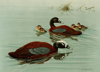 Louis Agassiz Fuertes - Hartlaubs Teal.webp