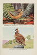 Longbill la bécasse Bob White - Louis Agassiz Fuertes — weergave van het kunstwerk