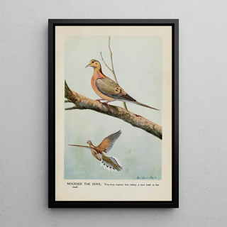 Louis Agassiz Fuertes - Mourner the Dove.webp