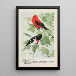 Louis Agassiz Fuertes - Redcoat the Scarlet Tanager Rosebreast the Grosbeak.webp