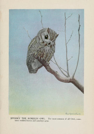 Louis Agassiz Fuertes - Spooky the Screech Owl.webp
