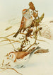 Bruant des arbres Snowflake - Louis Agassiz Fuertes — weergave van het kunstwerk