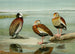 Dendrocygne à face blanche, Dendrocygne à ventre noir, Dendrocygne à poitrine grise - Louis Agassiz Fuertes — weergave van het kunstwerk