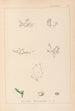Herbier de la flore française Pl0001 - Louis Antoine Cusin — weergave van het kunstwerk