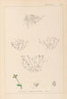 Herbier de la flore française Pl0002 - Louis Antoine Cusin — weergave van het kunstwerk
