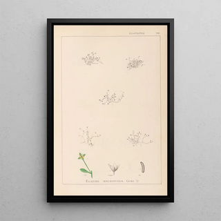 Louis Antoine Cusin - Herbier de la flore franaise Pl0003.webp