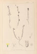 Herbier de la flore française Pl0008 - Louis Antoine Cusin — weergave van het kunstwerk