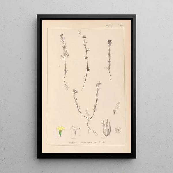 Louis Antoine Cusin - Herbier de la flore franaise Pl0008.webp