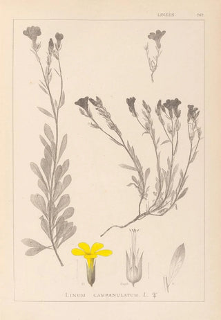 Louis Antoine Cusin - Herbier de la flore franaise Pl0009.webp
