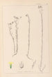 Herbier de la flore française Pl0011 - Louis Antoine Cusin — weergave van het kunstwerk