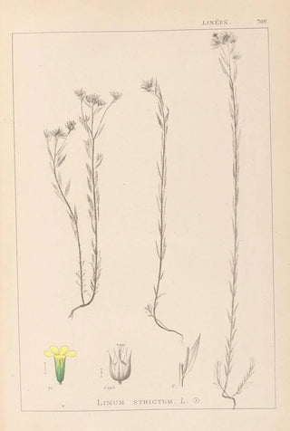 Louis Antoine Cusin - Herbier de la flore franaise Pl0011.webp