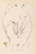 Herbier de la flore française Pl0013 - Louis Antoine Cusin — weergave van het kunstwerk