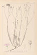 Herbier de la flore française Pl0015 - Louis Antoine Cusin — weergave van het kunstwerk