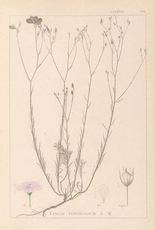 Louis Antoine Cusin - Herbier de la flore franaise Pl0015.webp