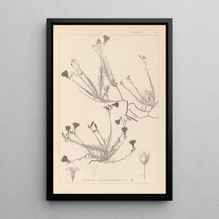 Louis Antoine Cusin - Herbier de la flore franaise Pl0016.webp