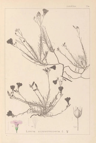 Louis Antoine Cusin - Herbier de la flore franaise Pl0016.webp