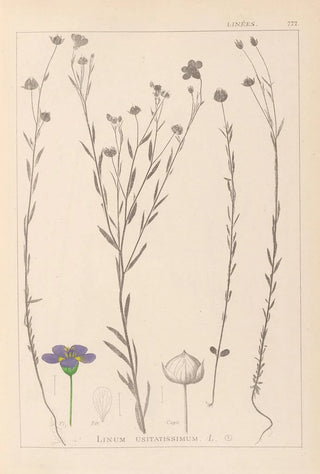 Louis Antoine Cusin - Herbier de la flore franaise Pl0019.webp