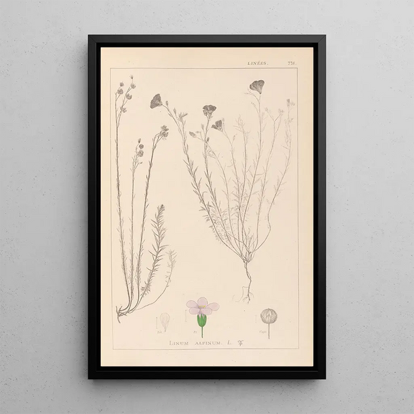 Louis Antoine Cusin - Herbier de la flore franaise Pl0020.webp