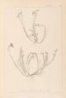 Herbier de la flore française Pl0021 - Louis Antoine Cusin — weergave van het kunstwerk