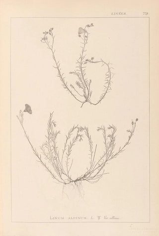 Louis Antoine Cusin - Herbier de la flore franaise Pl0021.webp
