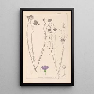 Louis Antoine Cusin - Herbier de la flore franaise Pl0022.webp
