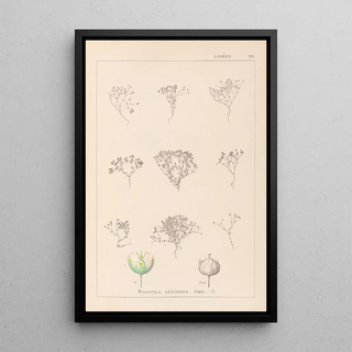 Louis Antoine Cusin - Herbier de la flore franaise Pl0024.webp