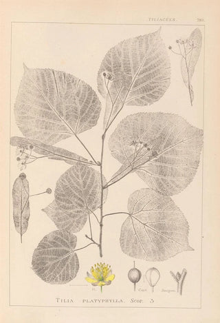 Louis Antoine Cusin - Herbier de la flore franaise Pl0025.webp