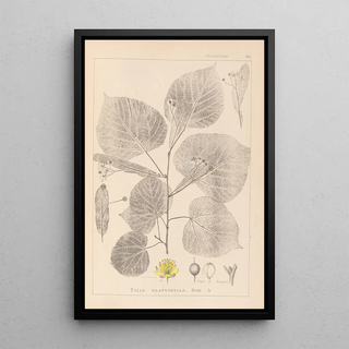 Louis Antoine Cusin - Herbier de la flore franaise Pl0025.webp