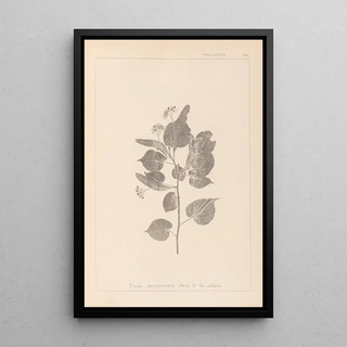 Louis Antoine Cusin - Herbier de la flore franaise Pl0027.webp