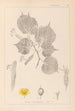 Herbier de la flore française Pl0028 - Louis Antoine Cusin — weergave van het kunstwerk