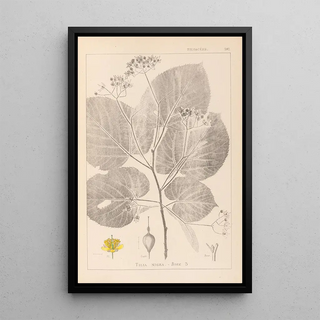 Louis Antoine Cusin - Herbier de la flore franaise Pl0029.webp