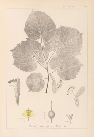 Louis Antoine Cusin - Herbier de la flore franaise Pl0030.webp