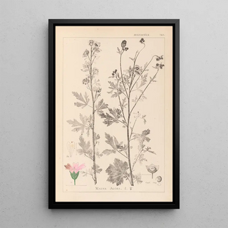 Louis Antoine Cusin - Herbier de la flore franaise Pl0032.webp
