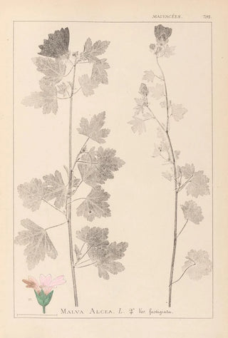 Louis Antoine Cusin - Herbier de la flore franaise Pl0034.webp