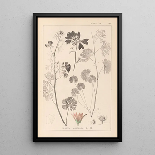 Louis Antoine Cusin - Herbier de la flore franaise Pl0035.webp