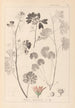 Herbier de la flore française Pl0035 - Louis Antoine Cusin — weergave van het kunstwerk