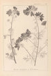 Herbier de la flore française Pl0036 - Louis Antoine Cusin — weergave van het kunstwerk
