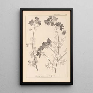 Louis Antoine Cusin - Herbier de la flore franaise Pl0036.webp